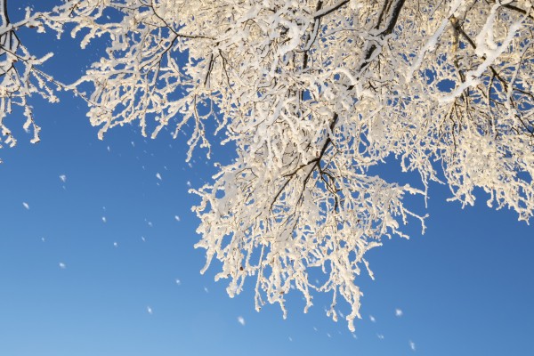 Tree branches covered in hoar frost against a blue sky; Anchorage, Alaska, United States of America by PacificStock