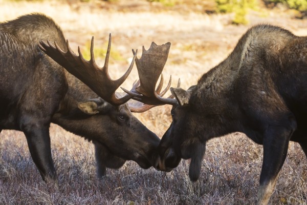Bull moose in the Powerline Pass area of Anchorage, bulls have recently shed velvet from their antlers in rutting season; Anchorage, Alaska, United States of America by PacificStock
