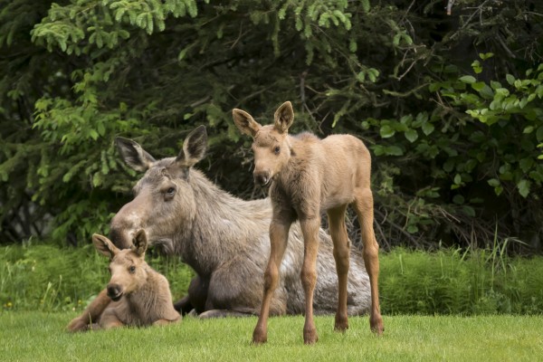 A cow moose (alces alces) relaxes on a lawn with her twin calves; Anchorage, Alaska, United States of America by PacificStock
