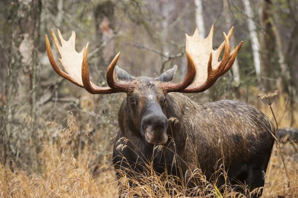 Bull moose (alces alces) in rutting season; Anchorage, Alaska, United States of America by PacificStock