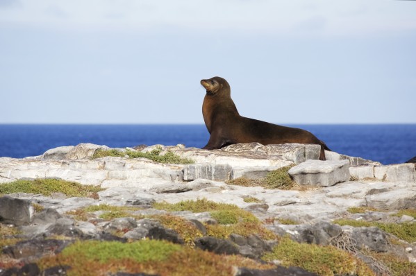 Sea lion on rocky promontory above blue sea bay by PacificStock
