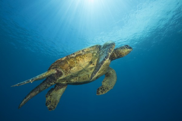 Male green sea turtles (Chelonia mydas), an endangered species, have a much longer tail then the females, as pictured here; Hawaii, United States of America by PacificStock
