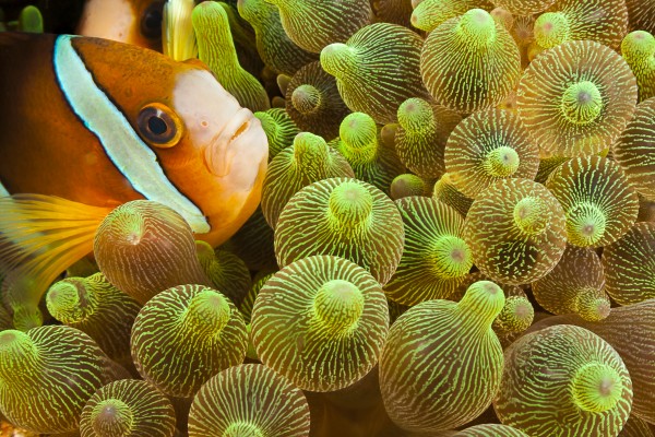 Clark's anemonefish (Amphiprion clarkii) in sea anemone (Entacmaea quadricolor); Komodo, Indonesia by PacificStock