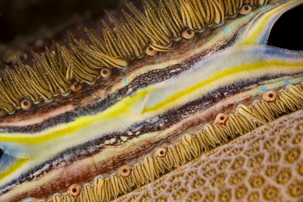 The brightly colored mantle and rows of tiny eyes make the coral-boring scallop (Pedum spondyloideum) easily recognized on the reef; Yap, Micronesia by PacificStock