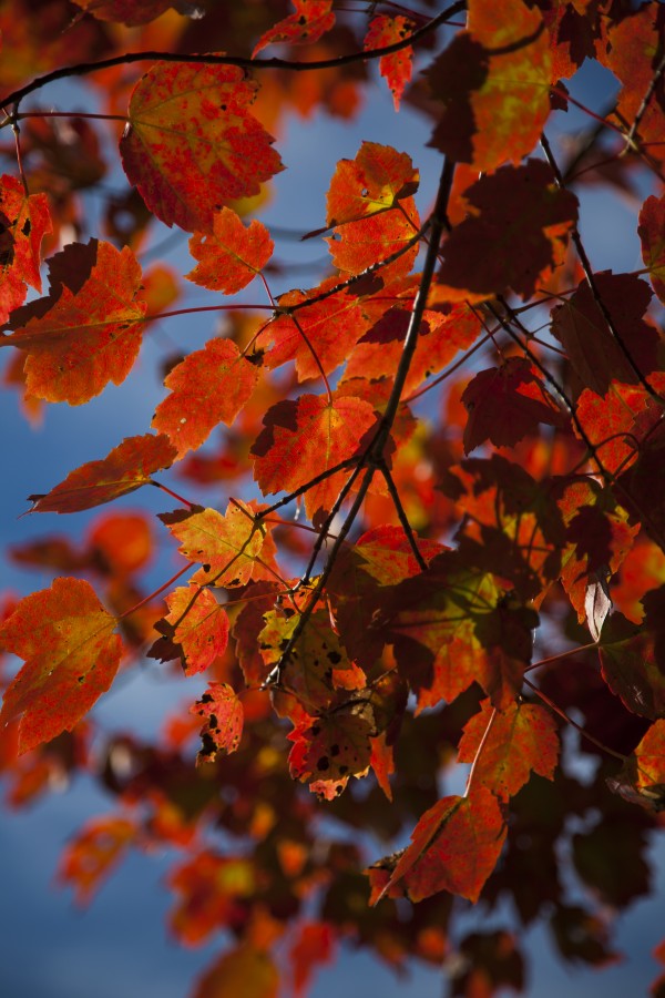 Close up of bright red leaves with blue sky in autumn; Stowe, Vermont, United States of America by PacificStock