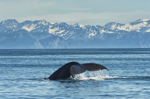 Humpback whale (Megaptera novaeangliae) in Seward harbour; Seward, Alaska, United States of America by PacificStock
