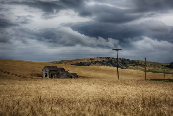 Old, rustic wooden house in the middle of a golden field under a stormy sky; Palouse, Washington, United States of America by PacificStock