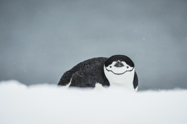 Chinstrap Penguin (Pygoscelis antarctica) on belly; Half Moon Island, South Shetland Islands, Antarctica by PacificStock