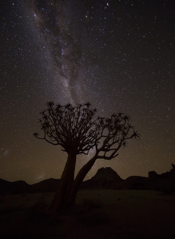 The milky way slashes across the night sky above a quiver tree (kokerboom, aloe dichotoma) in Richtersveld National Park; South Africa  Print