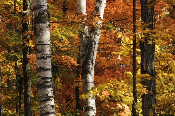 The colourful leaves and birch tree trunks in Algonquin Park; Ontario, Canada  Print