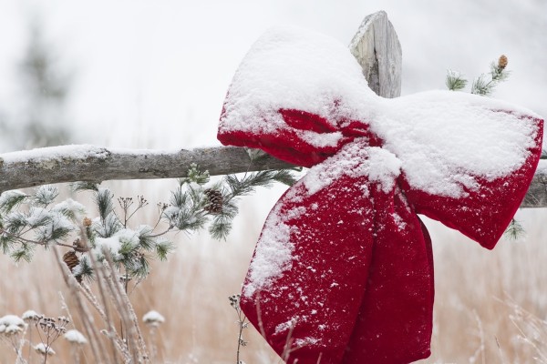 Fresh snow on holiday bow and decorations on fence post, Christmas season; Minnesota, United States of America by PacificStock