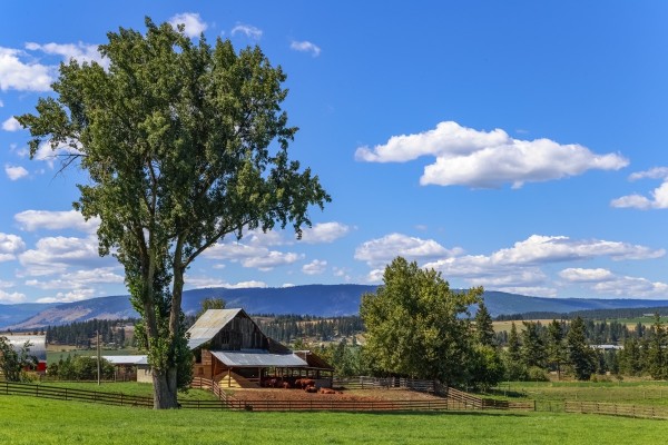Beef cows rest in the shade of the barn roof under a blue sky with fluffy white clouds in the summer in the North Okanogan; British Columbia, Canada Print