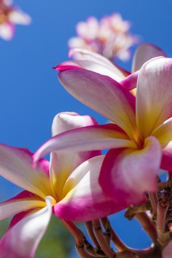 Close-up of pink plumeria flowers and blue sky; Lanai, Hawaii, United States of America by PacificStock