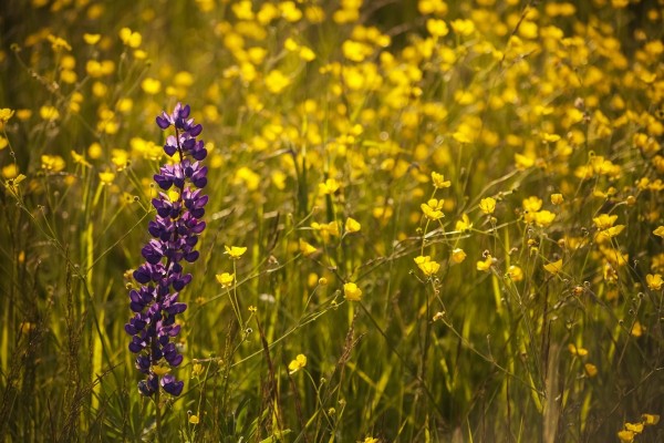 Garden lupin (Lupinus polyphyllus) and buttercups (Ranunculus) in a field at sunset; Fall River, Nova Scotia, Canada by PacificStock
