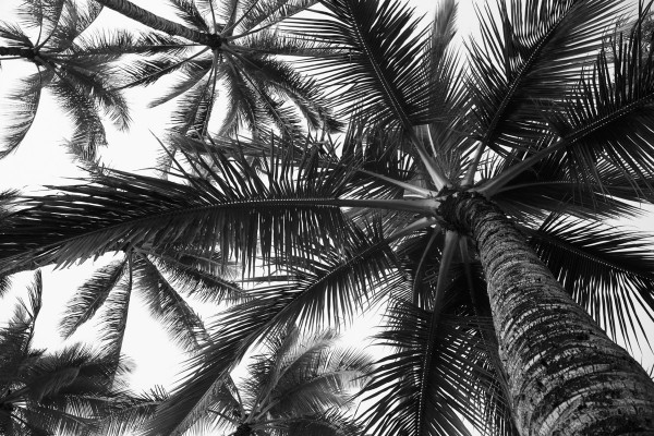 Low angle view of coconut palm trees in black and white; Honolulu, Oahu, Hawaii, United States of America Print