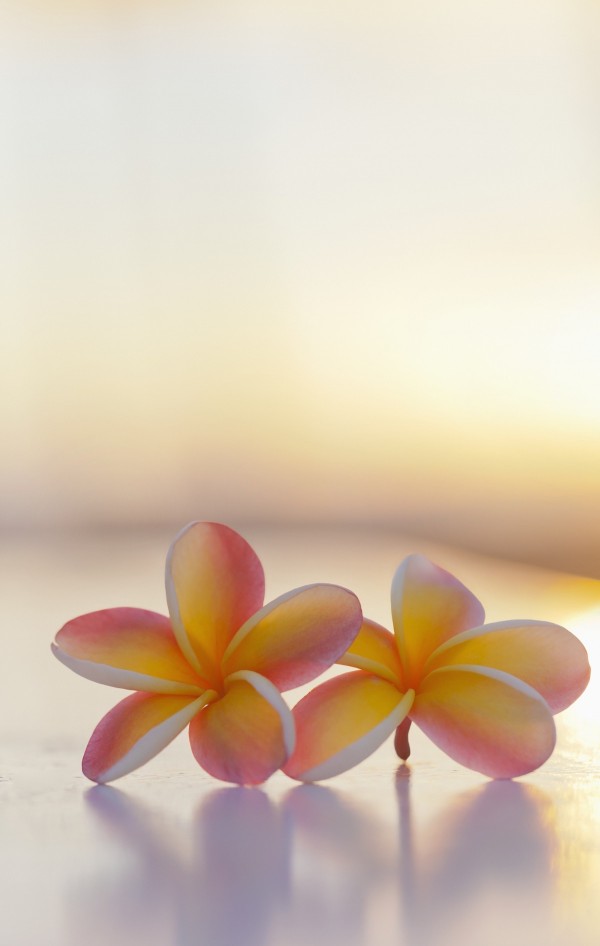 Close-up of a pair of beautiful yellow and pink Plumeria flowers (Apocynaceae) with sunset lighting the background; Honolulu, Oahu, Hawaii, United States of America by PacificStock