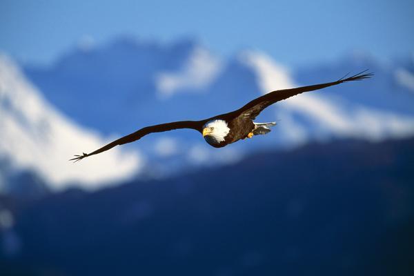 Bald Eagle (Haliaeetus Leucocephalus) by PacificStock