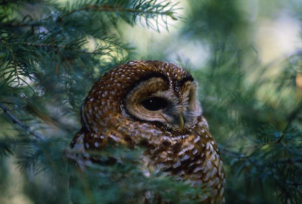 Mexican Spotted Owl In Tree by PacificStock