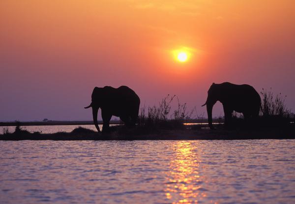 Elephant Silhouettes Print