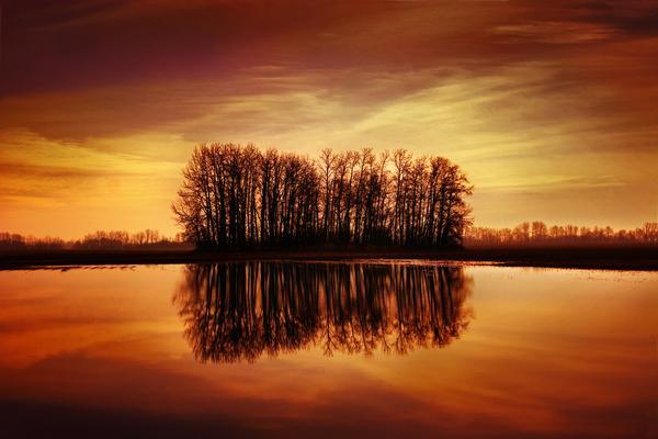 Silhouetted Trees Reflected On Water by PacificStock