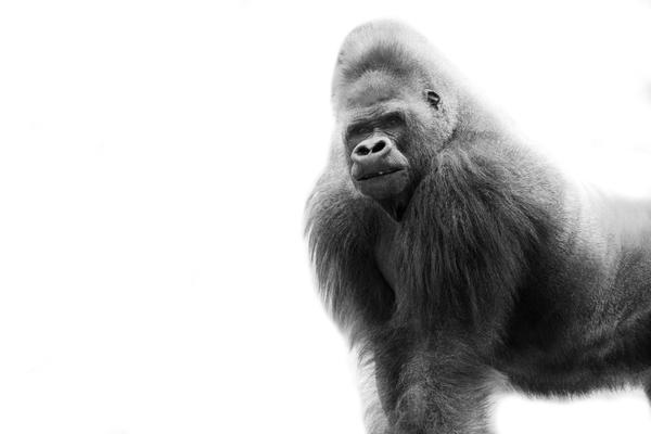 Black And White Portrait Of A Gorilla by PacificStock