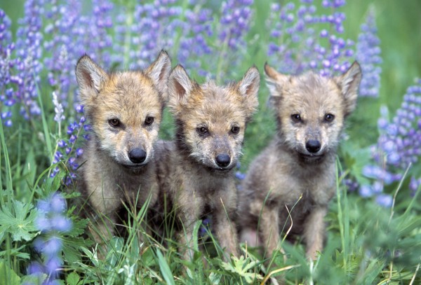 Three Wolf Pups Print