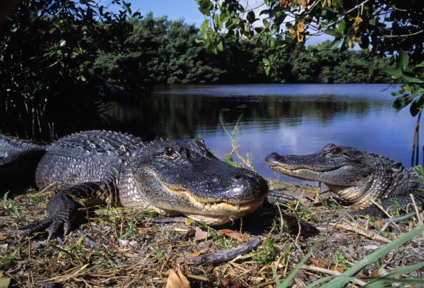 American Alligators by PacificStock