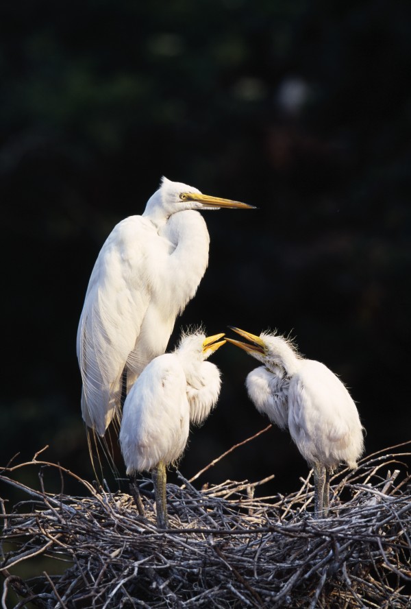 Great Egret In Nest With Young by PacificStock