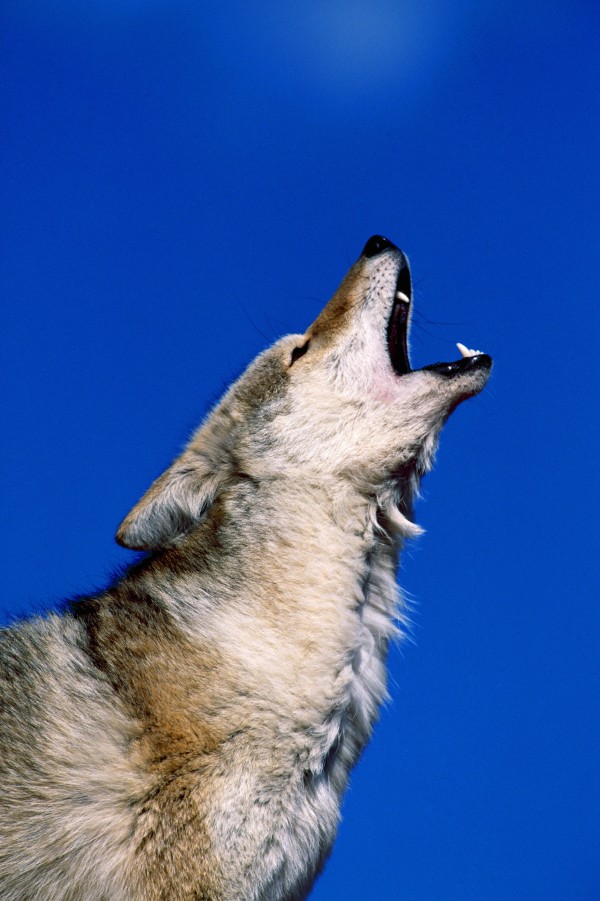 Howling Coyote Print
