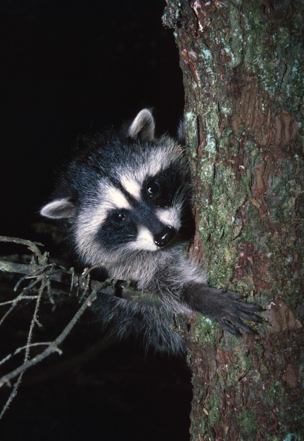 Raccoon In Tree by PacificStock