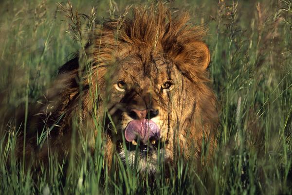 Lion Licking His Lips by PacificStock