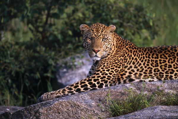 Leopard Laying On Kopje, Serengeti National Park by PacificStock