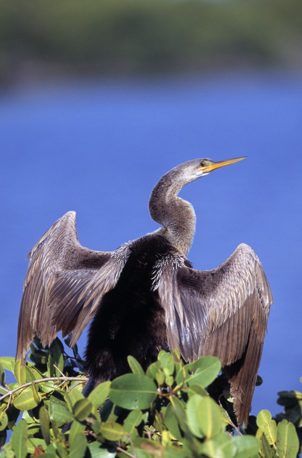 Anhinga Print