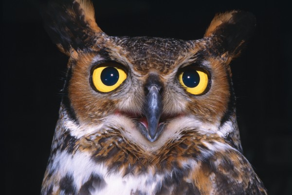 Portrait Of Great Horned Owl by PacificStock