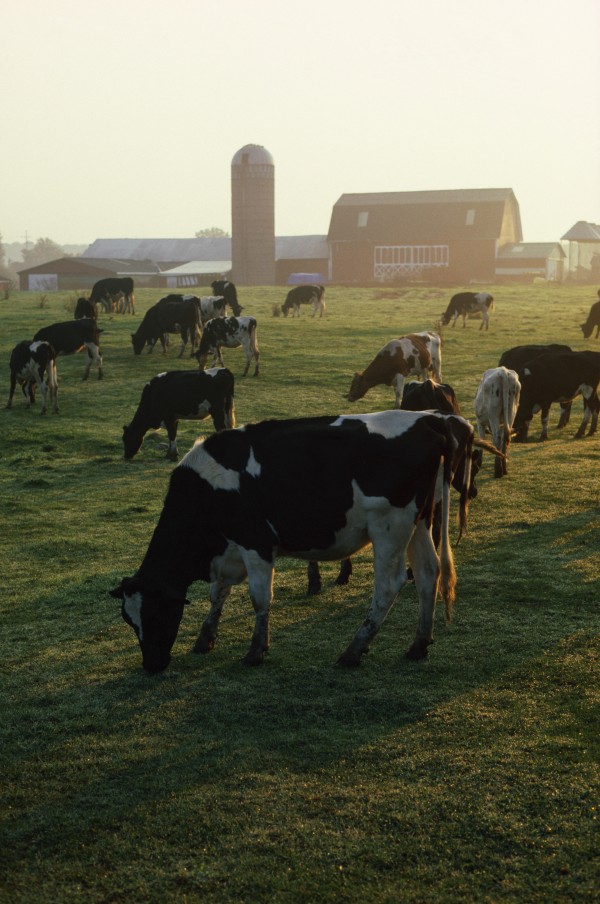 Dairy Cattle Grazing by PacificStock