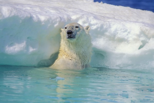 Polar Bear In Water by PacificStock