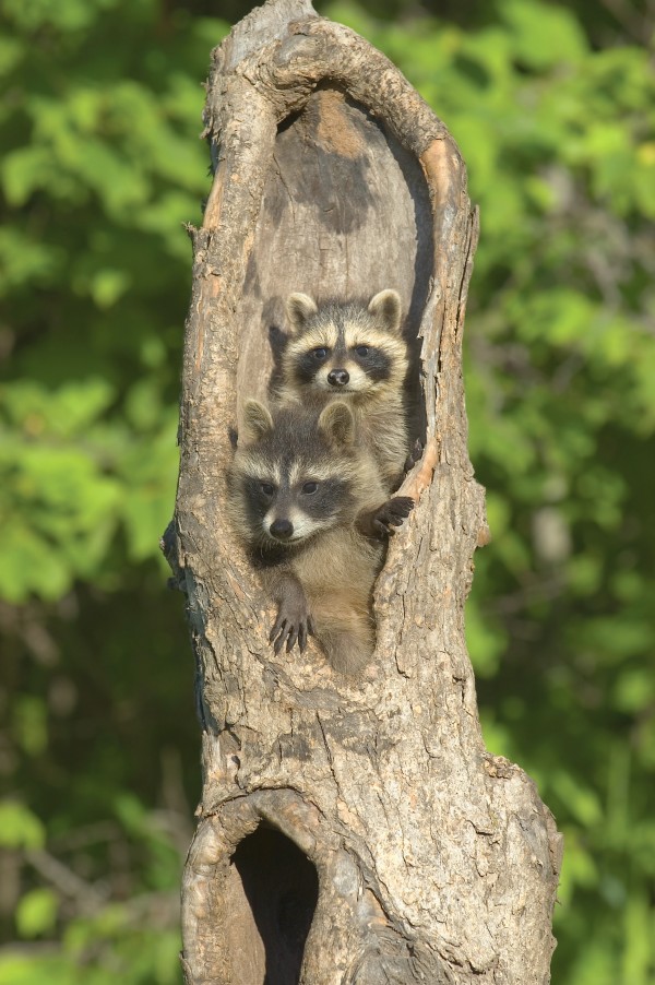 Baby Racoon's In Hollow Tree by PacificStock