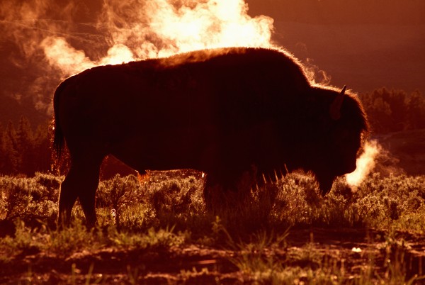 Steam Rolling Off Solitary Bison (Bison Bison) In Frost-Covered Grass, Yellowstone National Park by PacificStock