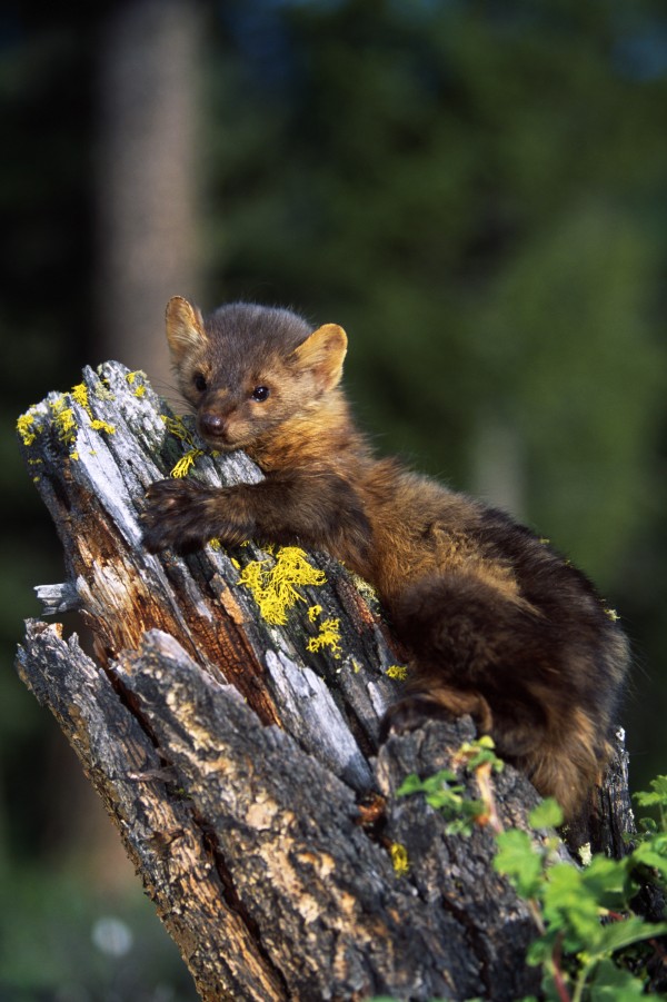 Marten (Martes Americana) On Mossy Tree Stump by PacificStock