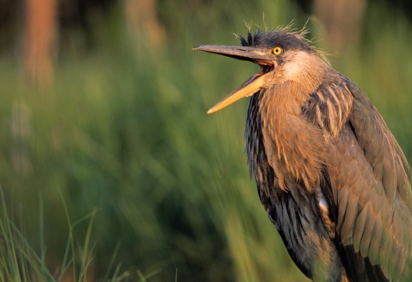 Fledgling Great Blue Heron by PacificStock