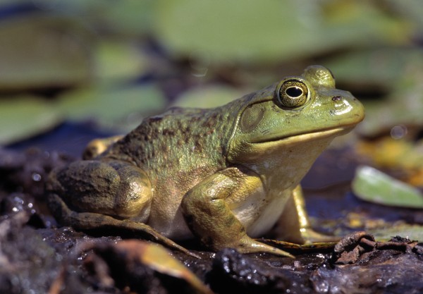Close-Up Of A Bullfrog by PacificStock