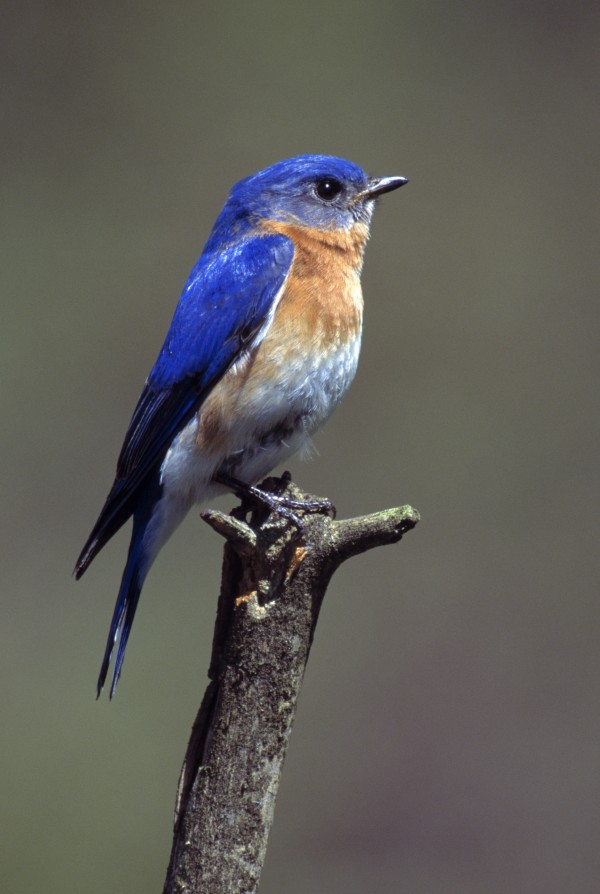 Eastern Bluebird Print