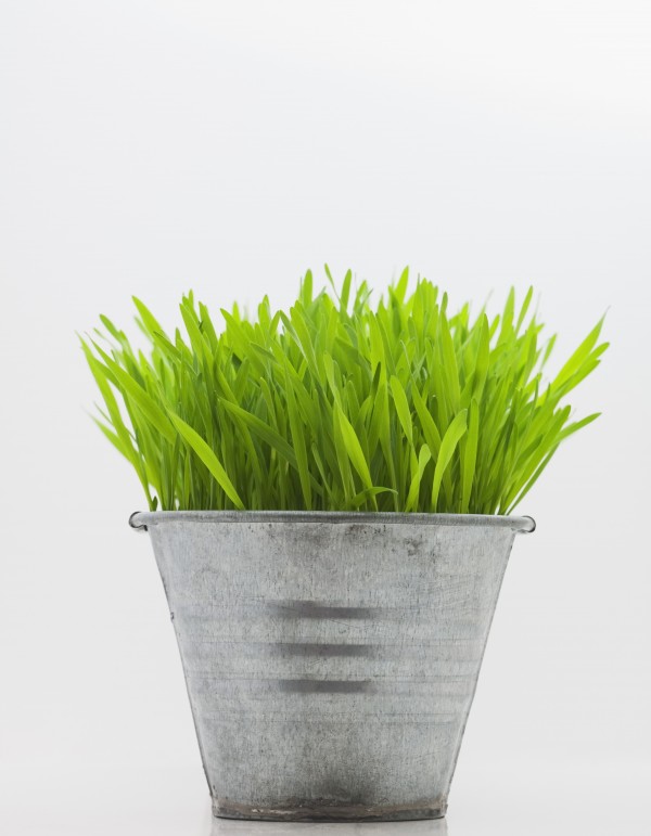Green Grass In Metal Planter Against White Background by PacificStock