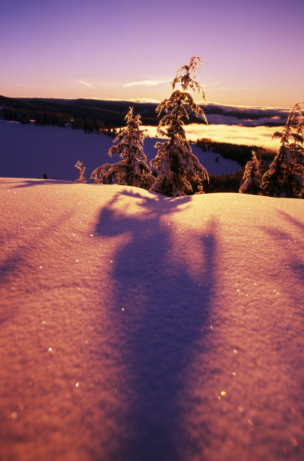 Sun Casting Shadows On Snow Covered Trees by PacificStock