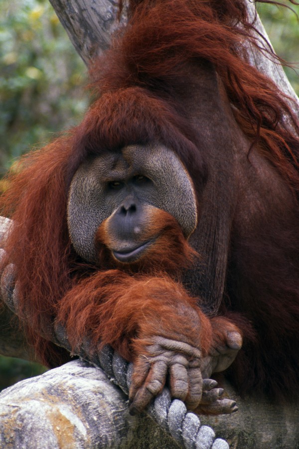 Orangutan Print
