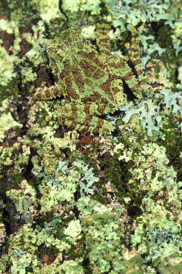 Camouflaged Vietnamese Mossy Tree Frog by PacificStock