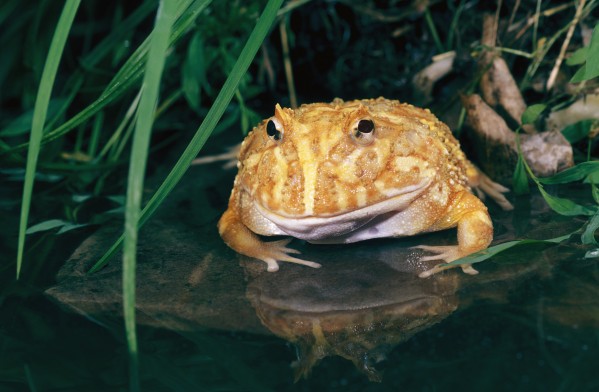 Albino Horned Frog by PacificStock