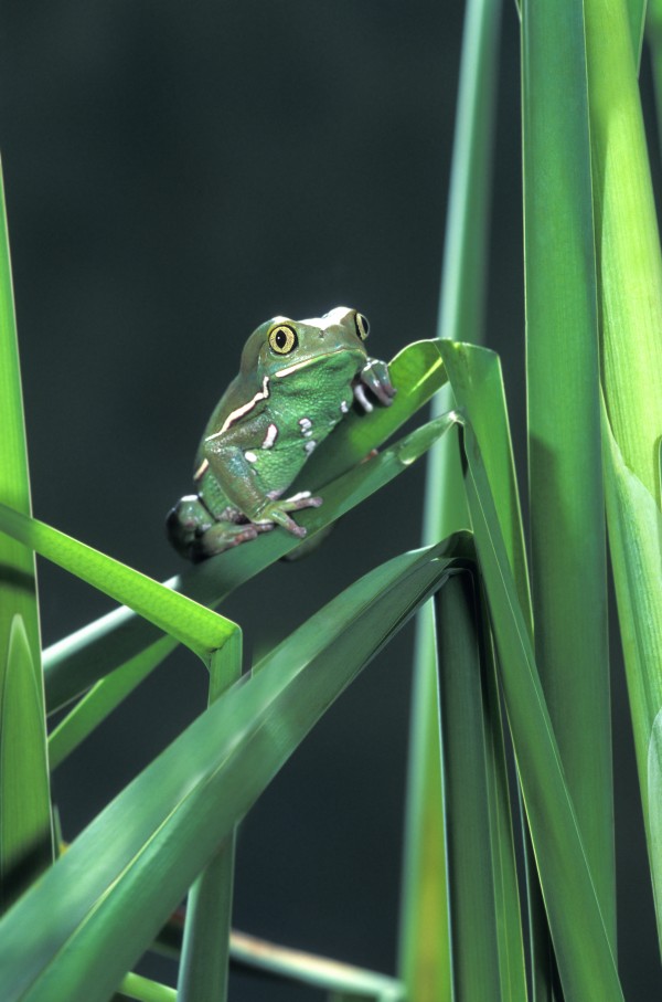 Painted Monkey Frog In Reeds by PacificStock