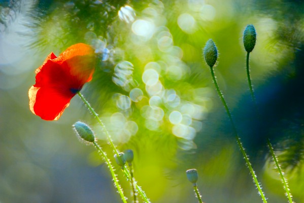 Red Poppy by PacificStock