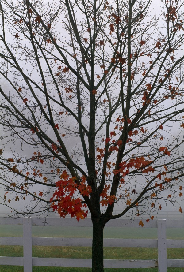 Maple Tree In Autumn Print